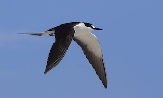  - Sooty Tern