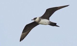  - Parasitic Jaeger