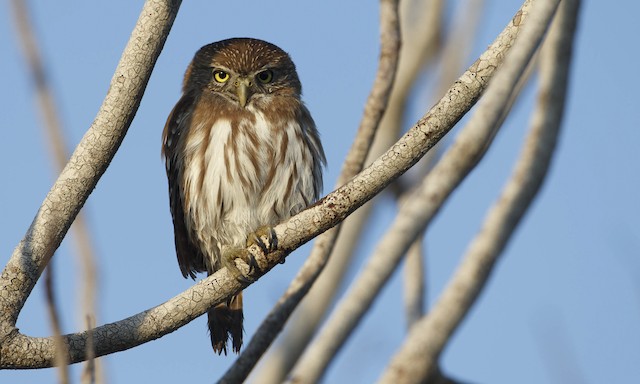 Photos Ferruginous Pygmy Owl Glaucidium Brasilianum Birds Of The World