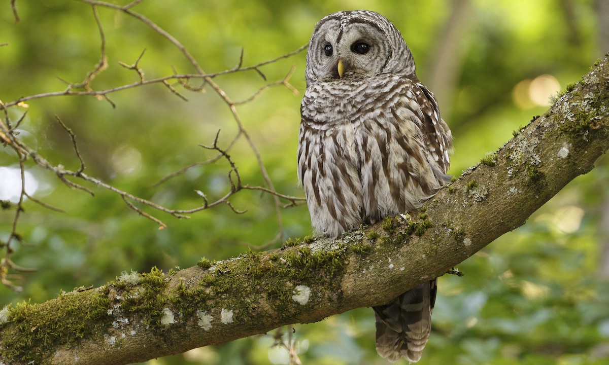 all about birds barred owl