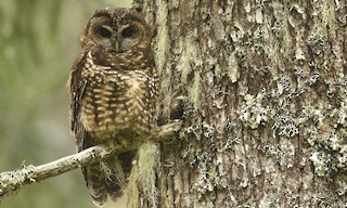  - Spotted Owl