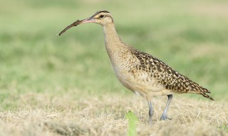  - Bristle-thighed Curlew