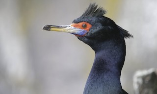 - Red-faced Cormorant