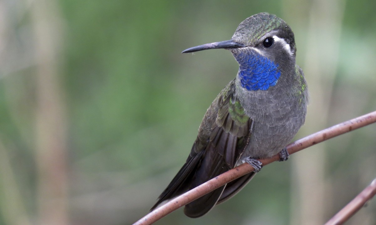 Blue-Throated Hummingbird