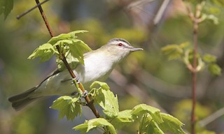  - Red-eyed Vireo