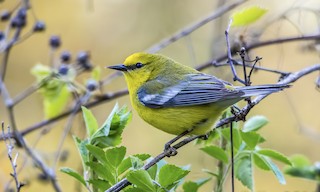  - Blue-winged Warbler