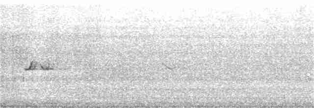 hýl křivčí (ssp. leucura) - ML299737731