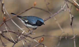  - Black-throated Blue Warbler