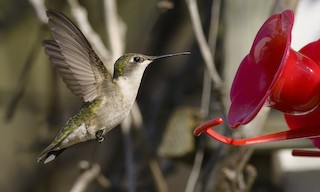  - Ruby-throated Hummingbird