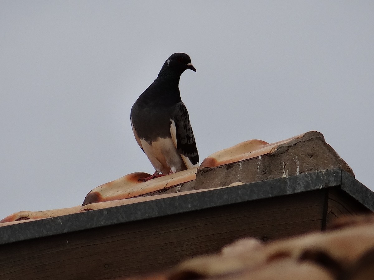 Rock Pigeon (Feral Pigeon) - Rudi Laps