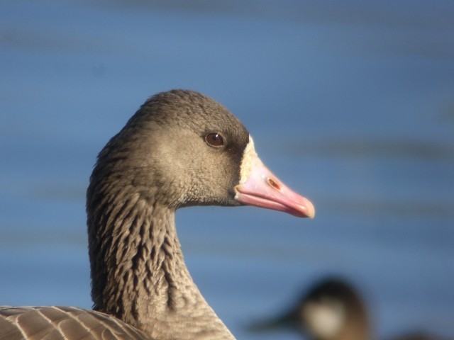 Greater White-fronted Goose - ML299746181