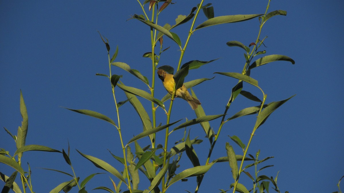 Grassland Yellow-Finch - María Quintuprai