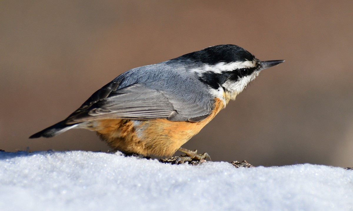 Red-breasted Nuthatch - ML299752311