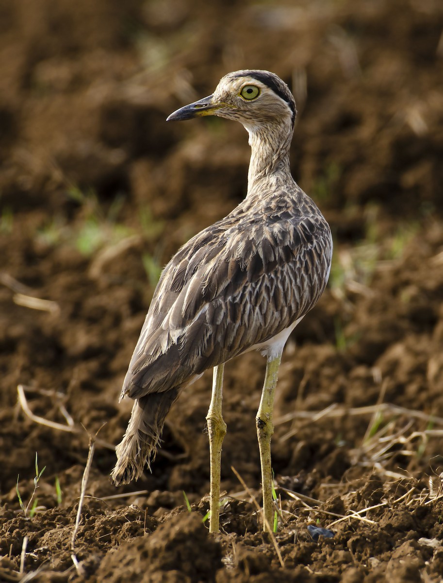 Double-striped Thick-knee - ML299756681