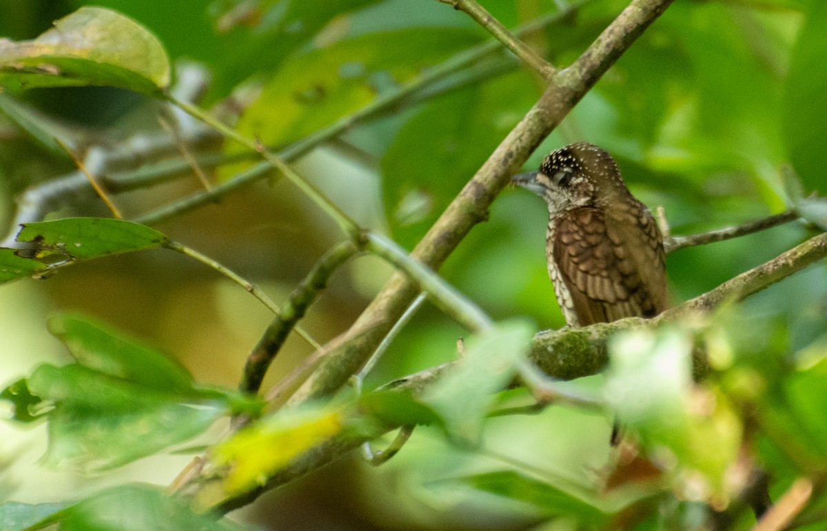 Scaled Piculet - ML299759611