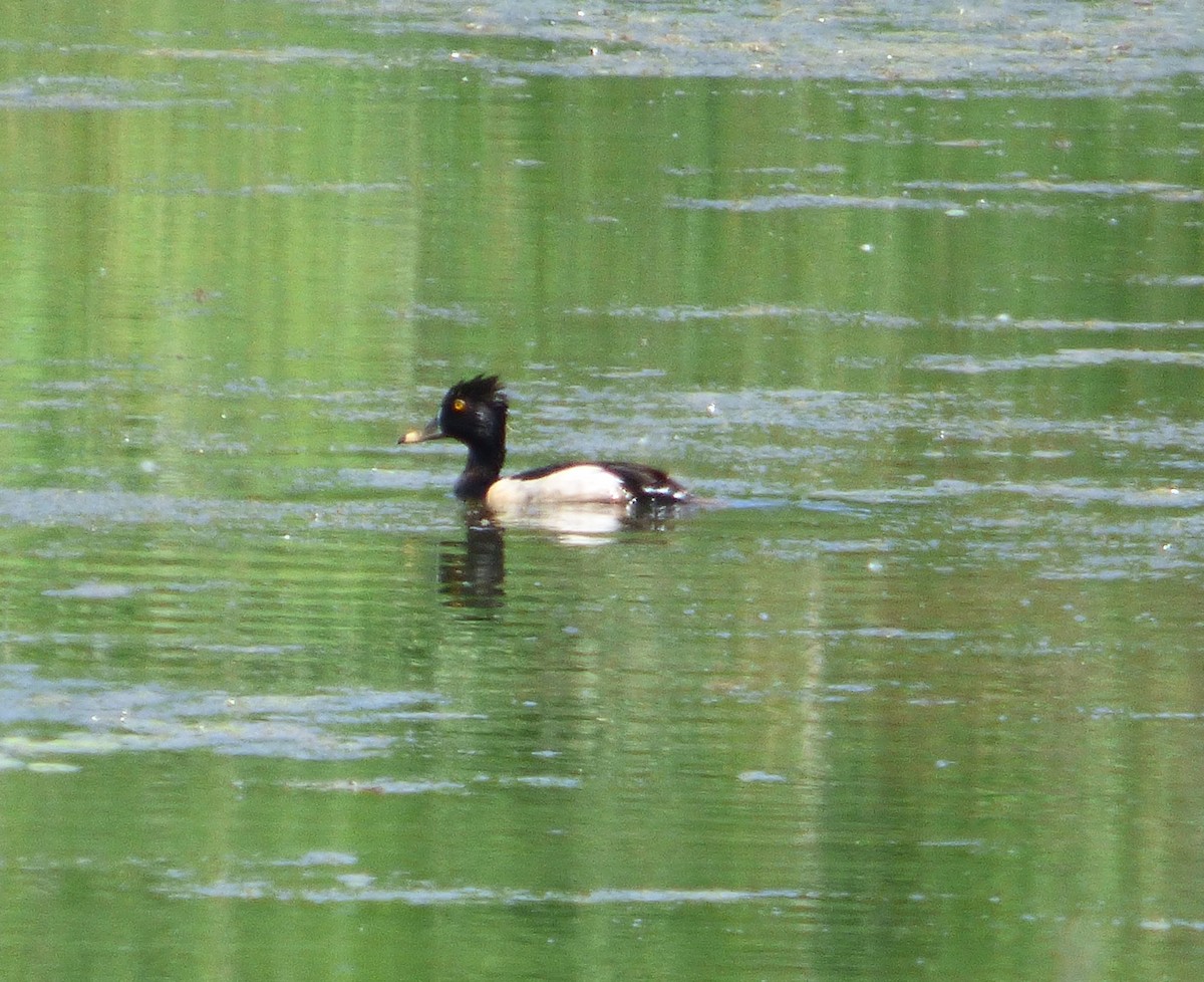 eBird Checklist - 8 Jun 2016 - Shabbona Lake State Park - 37 species