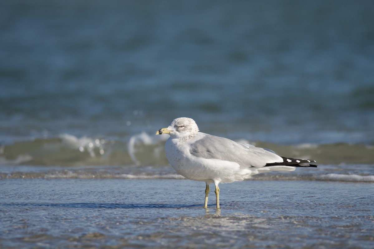 Ring-billed Gull - Jesse Anderson
