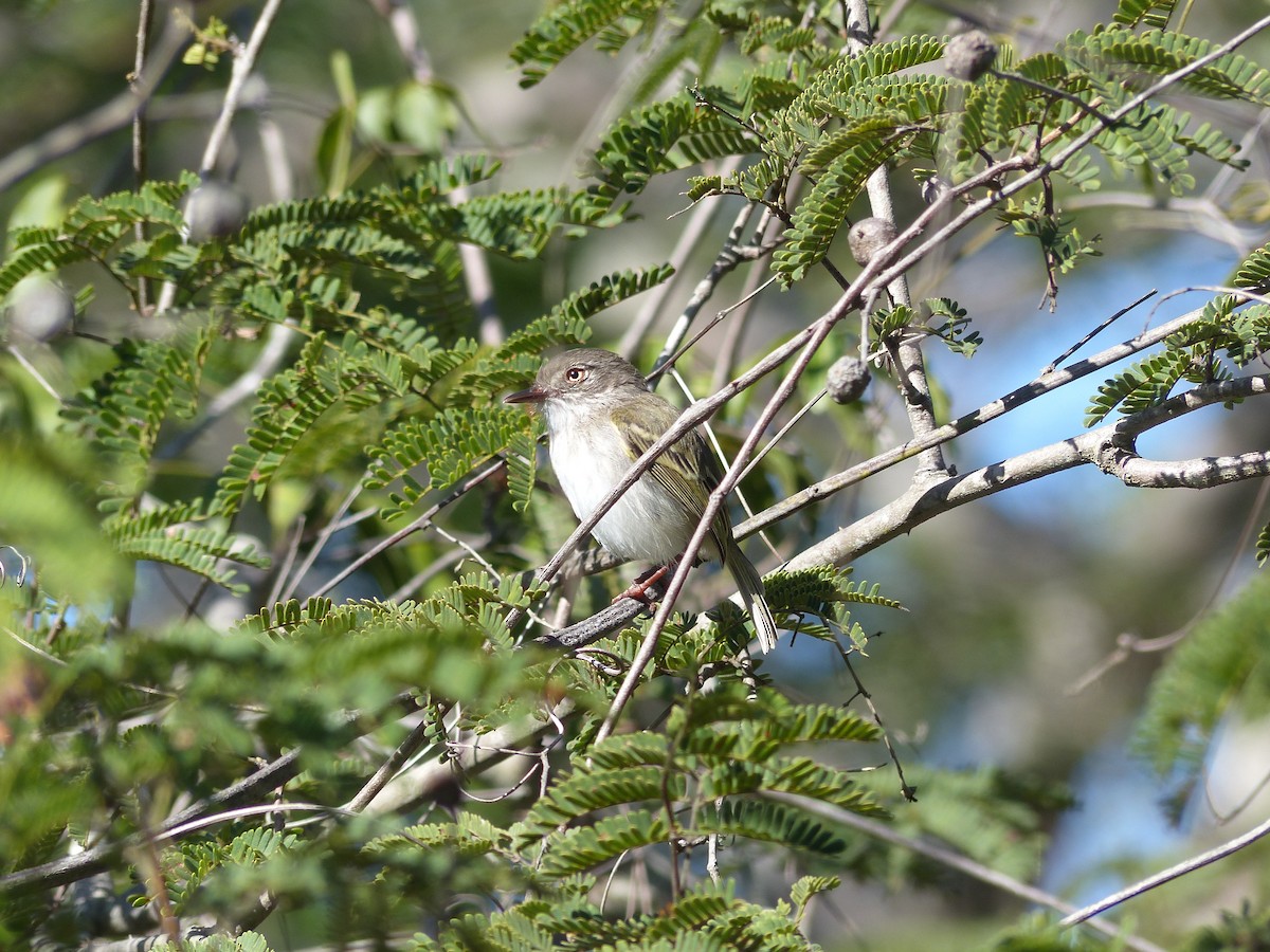 Pearly-vented Tody-Tyrant - ML29977381