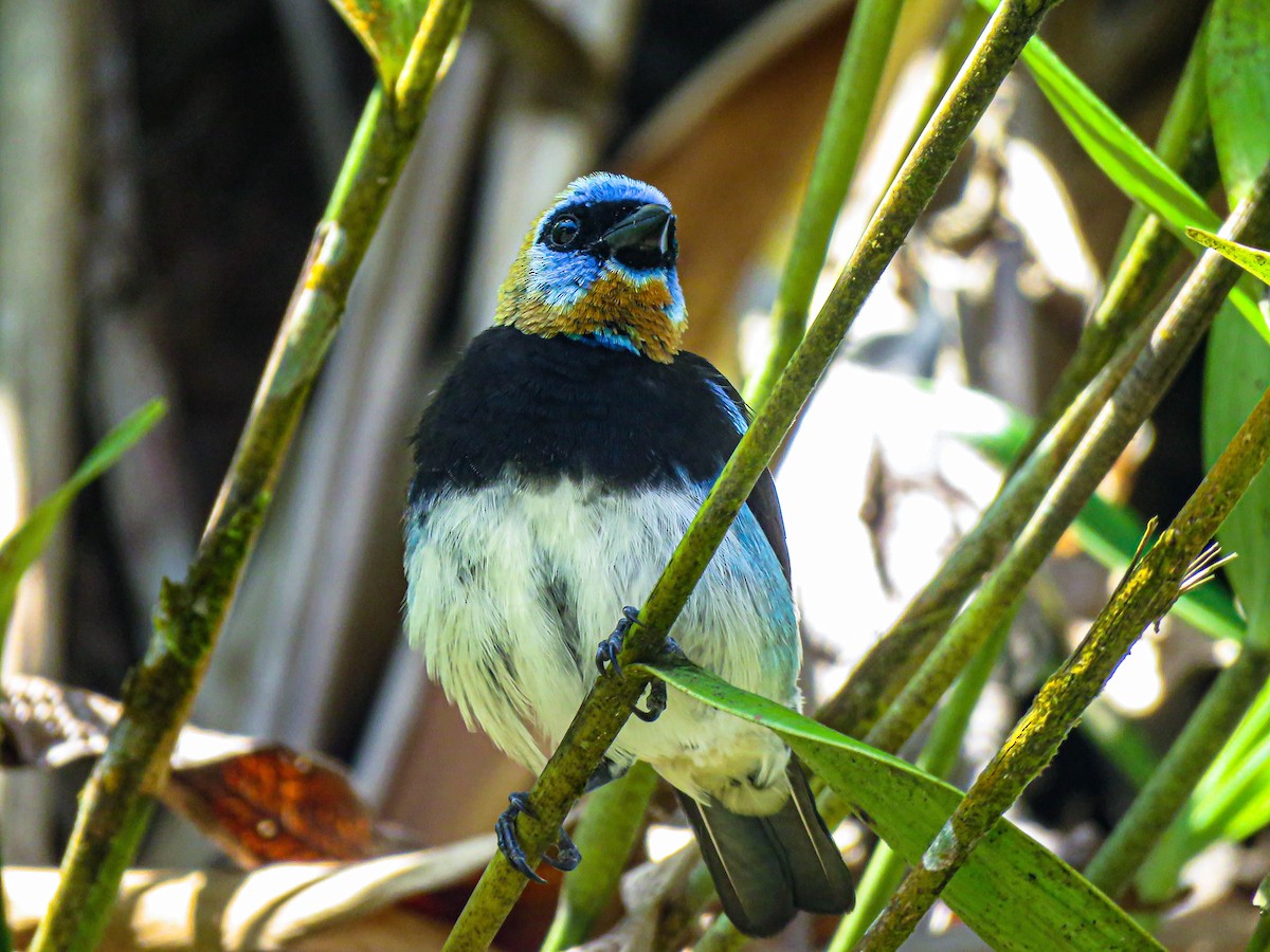 Golden-hooded Tanager - Pajareros Birding Tours
