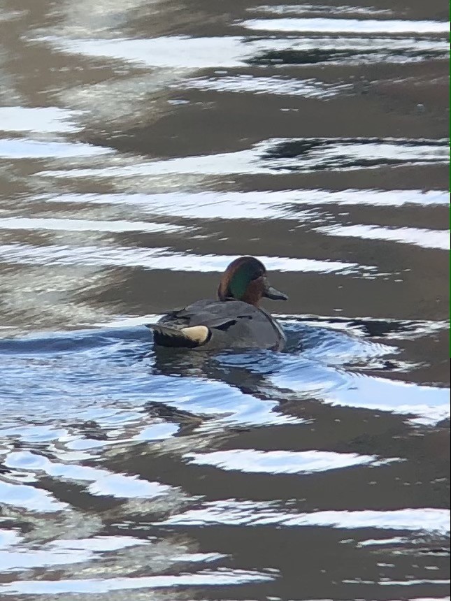 Green-winged Teal - ML299775551