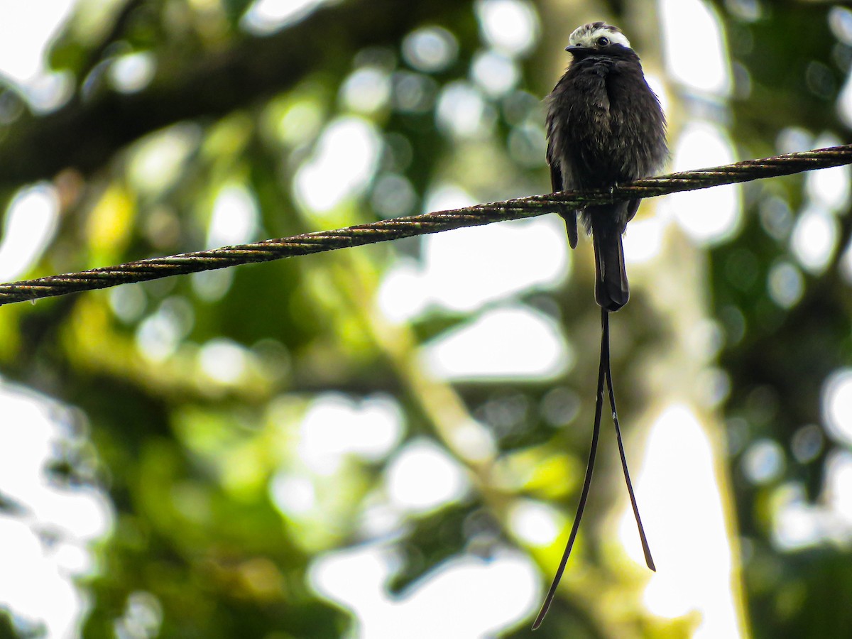 Long-tailed Tyrant - Pajareros Birding Tours