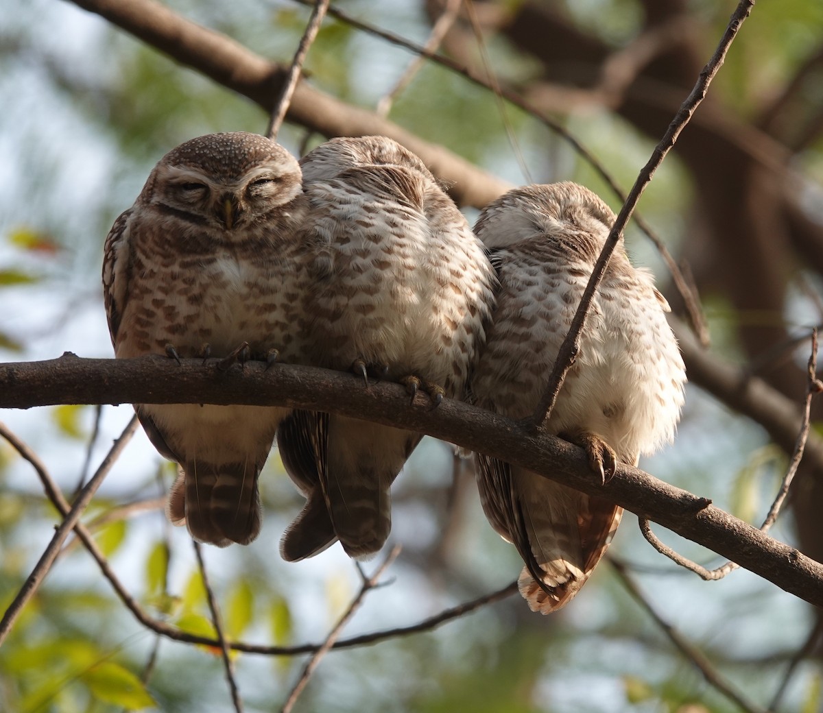 Spotted Owlet - ML299777461