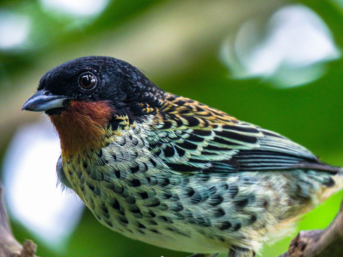 Rufous-throated Tanager - ML299778281