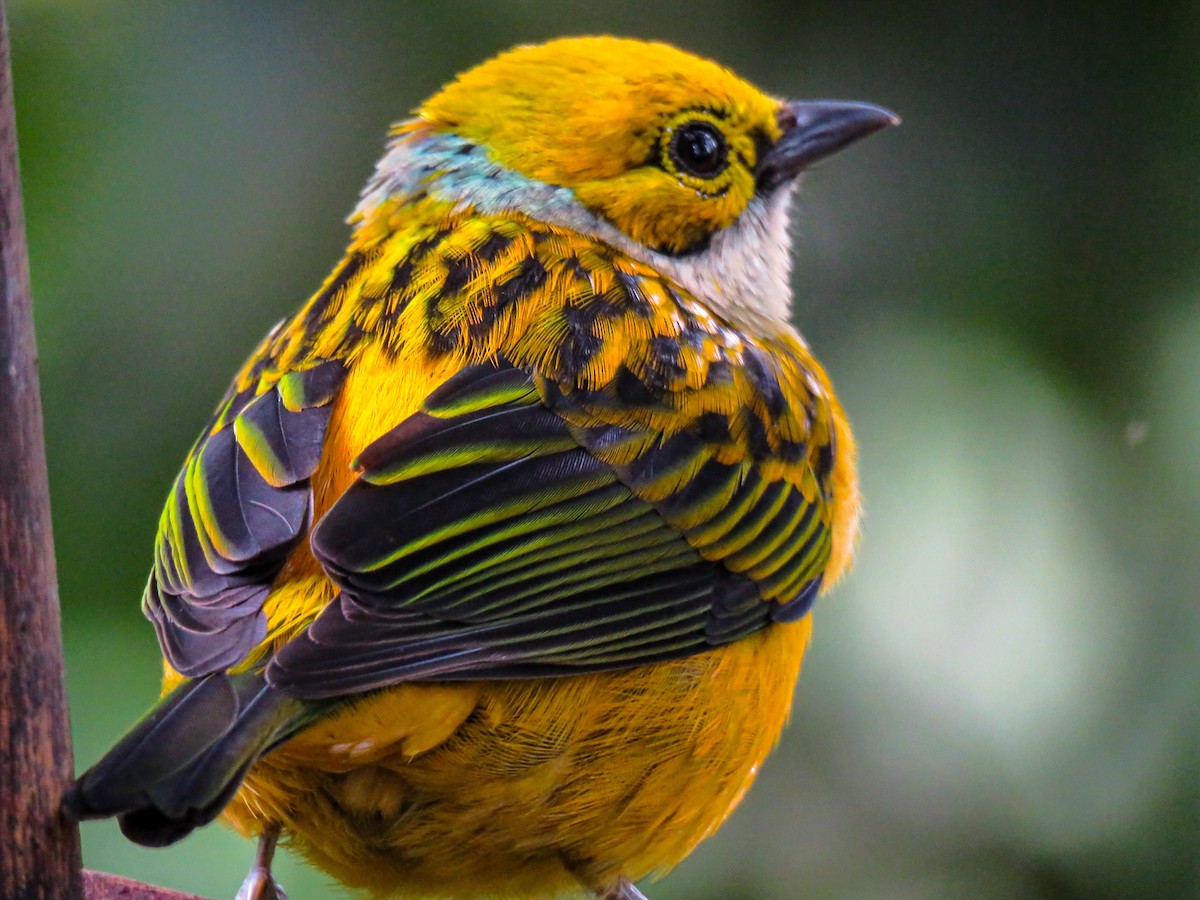Silver-throated Tanager - ML299778301