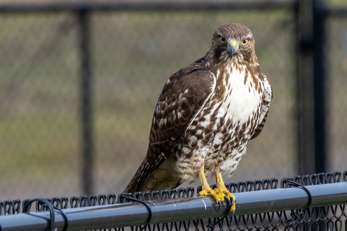 Red-tailed Hawk - ML299783301