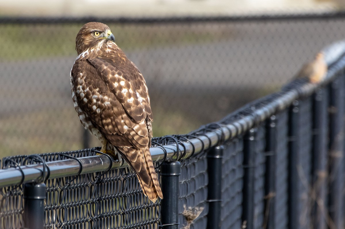 Red-tailed Hawk - ML299783311