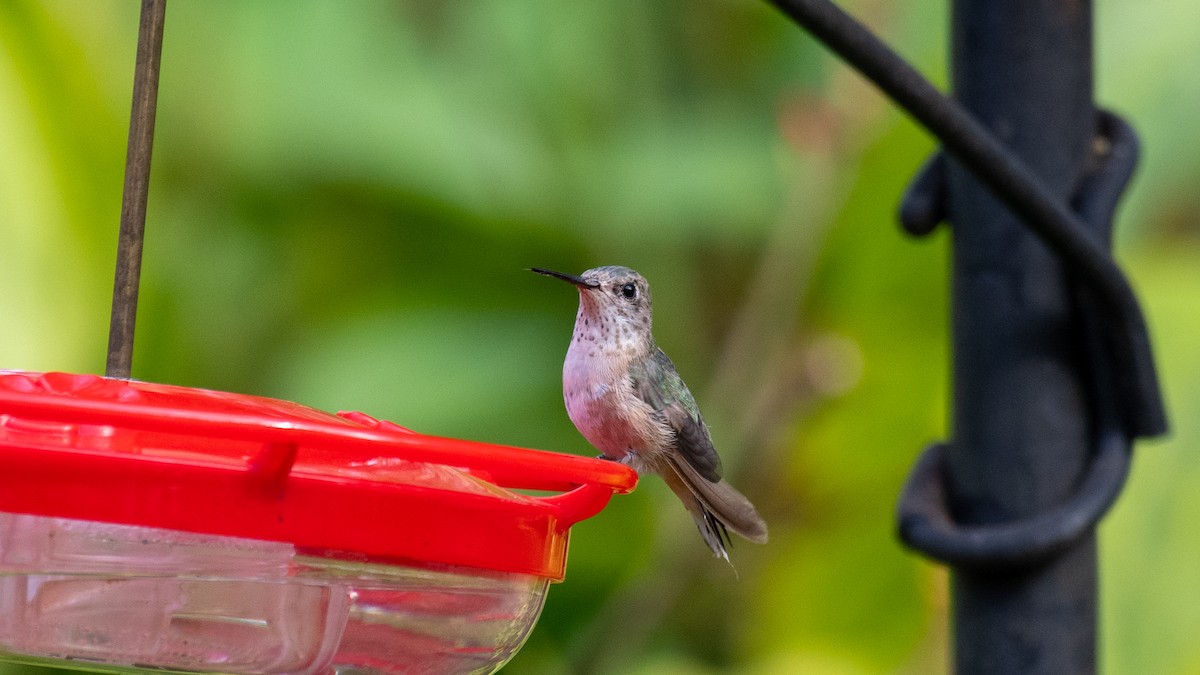 Calliope Hummingbird - ML299785731