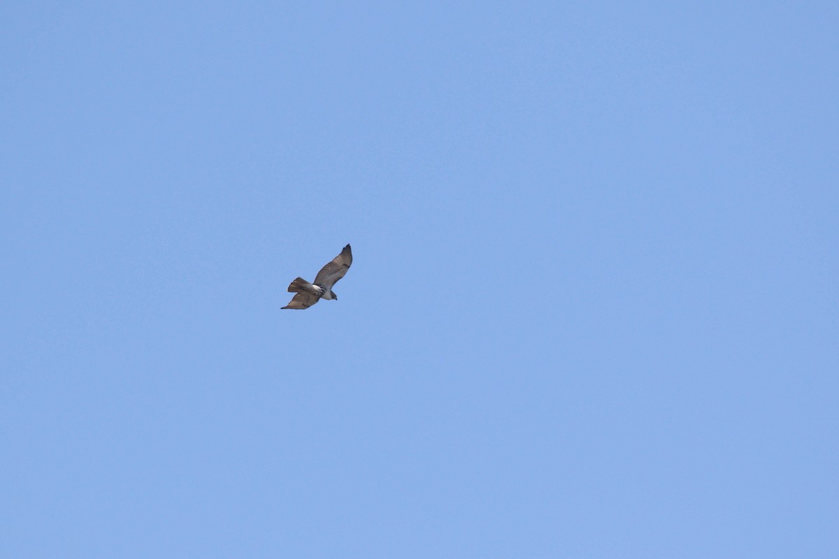 Red-tailed Hawk - ML299787391