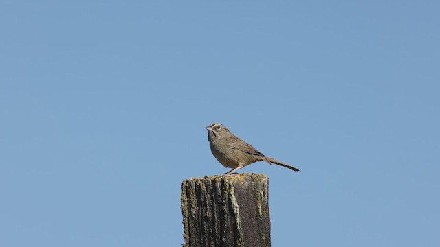 Rufous-crowned Sparrow - ML299795321