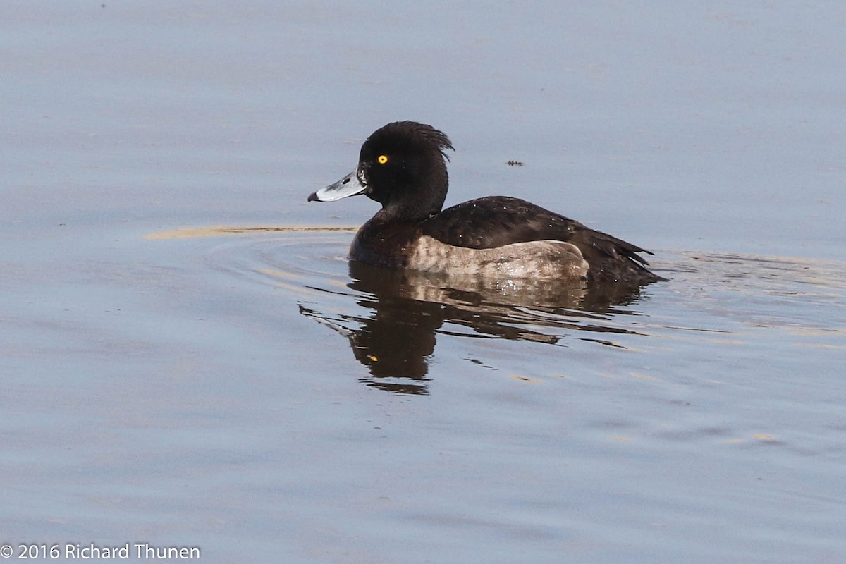 Tufted Duck - ML299798291