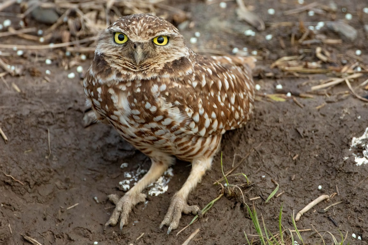 Burrowing Owl - Neil Bjorklund
