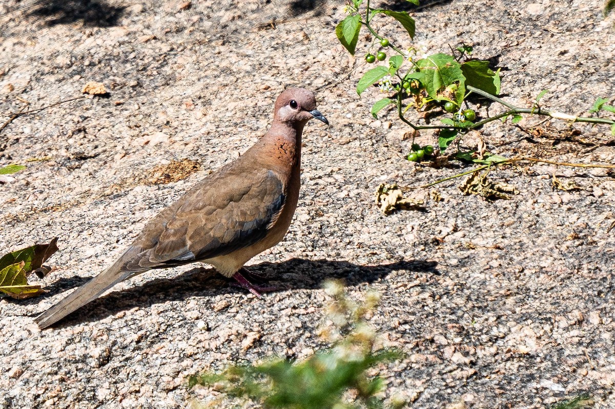 Laughing Dove - ML299811991