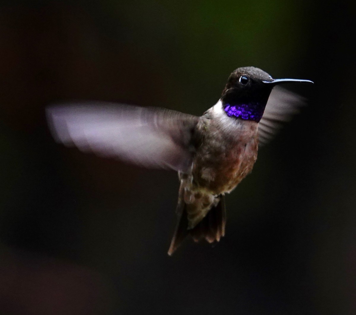 Black-chinned Hummingbird - David Diller