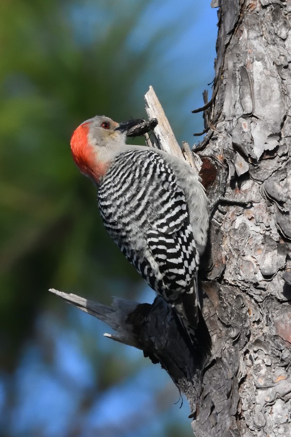 Red-bellied Woodpecker - ML299817041