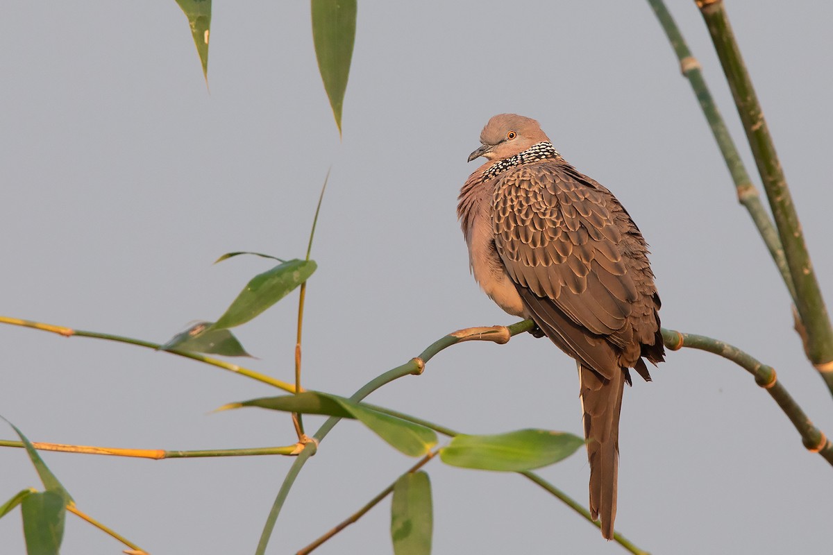 Spotted Dove (Eastern) - ML299834141