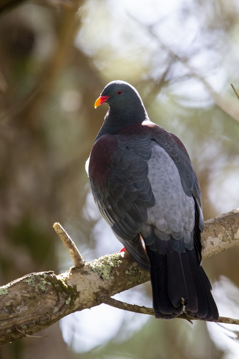 Chatham Island Pigeon - ML299835101