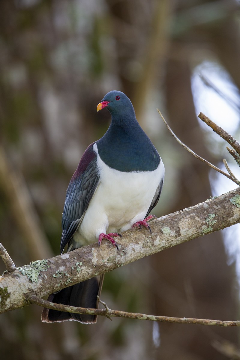 Chatham Island Pigeon - ML299835121