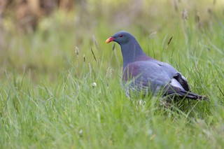 Chatham Island Pigeon, ML299835131
