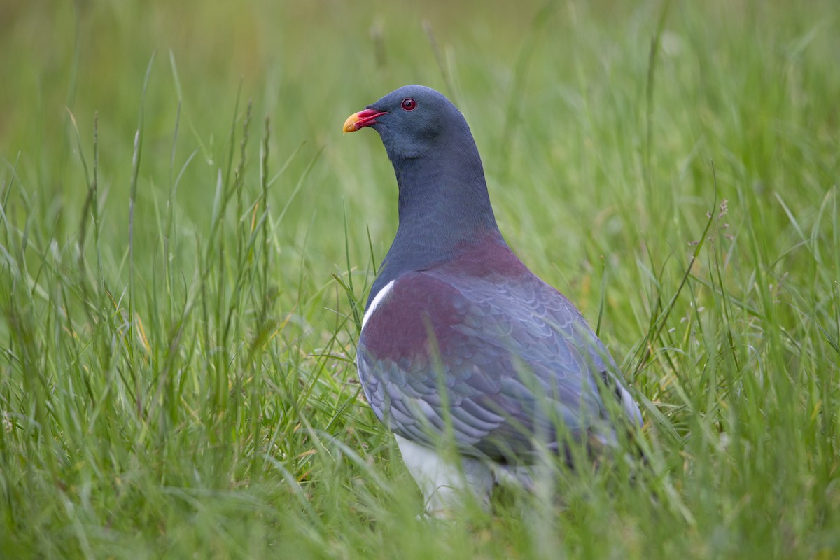 Chatham Island Pigeon - ML299835141