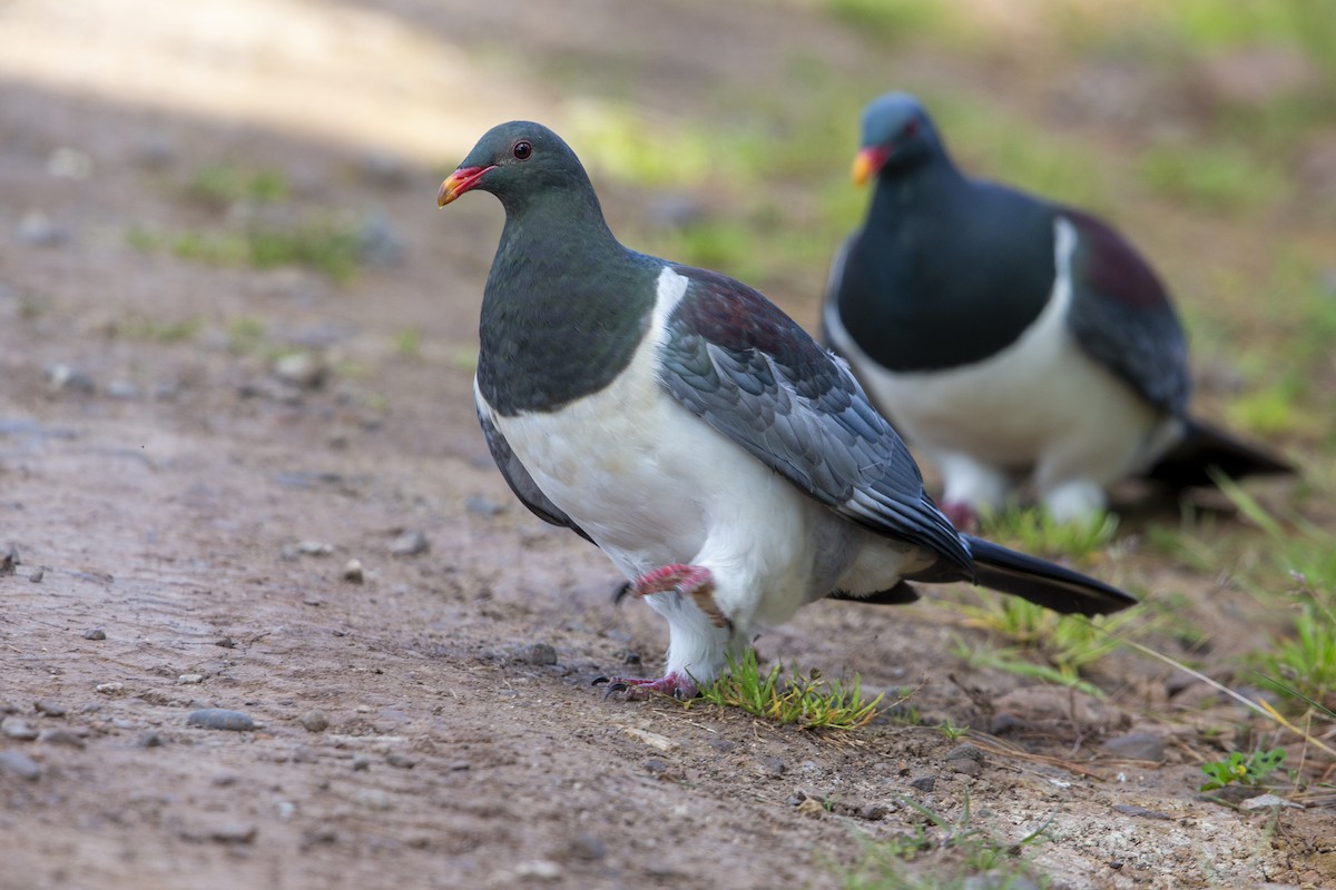 Chatham Island Pigeon - ML299835171