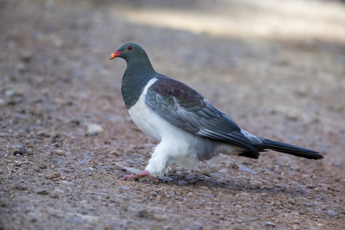 Chatham Island Pigeon - ML299835181