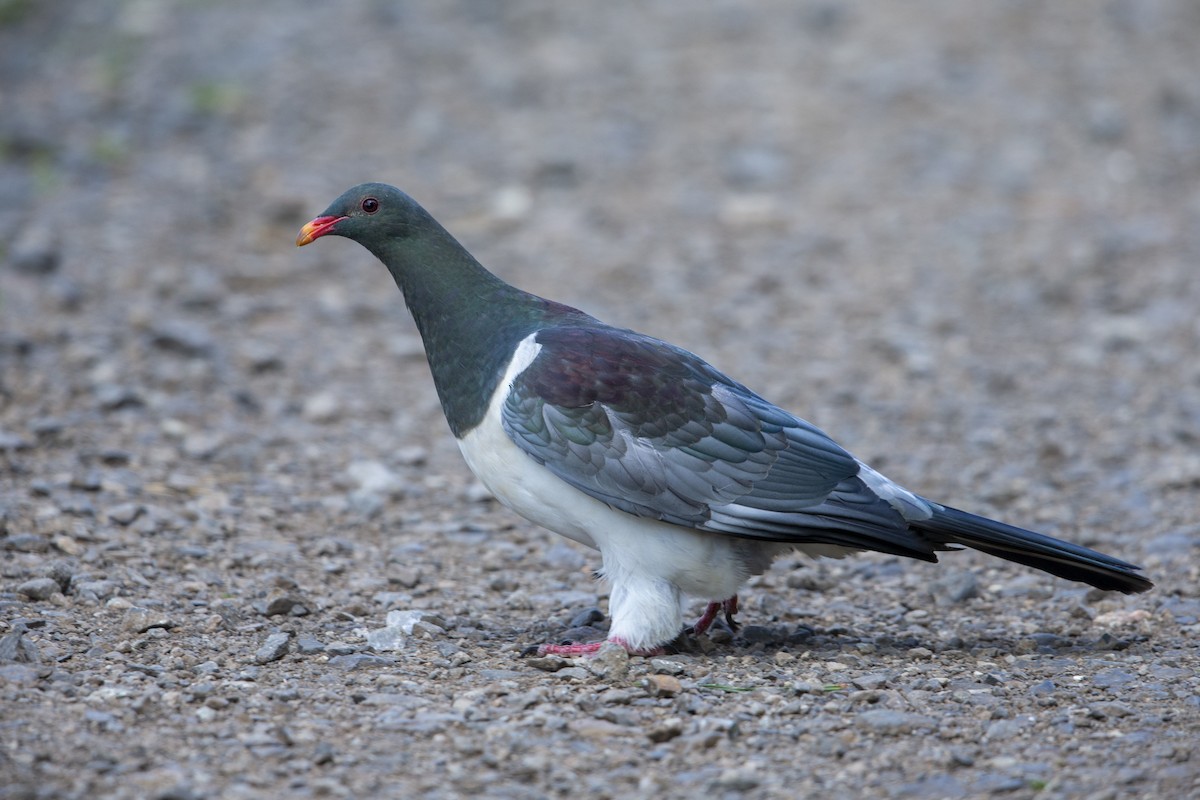 Chatham Island Pigeon - ML299835191