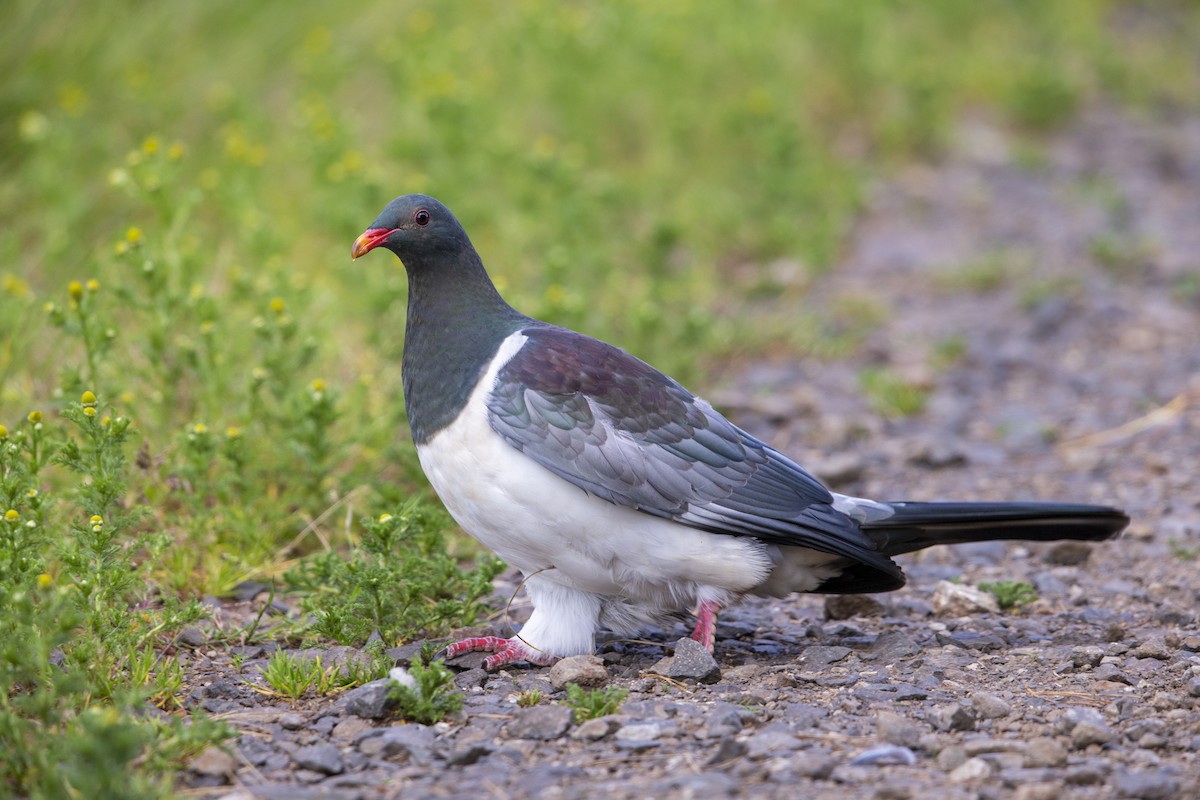 Chatham Island Pigeon - ML299835201