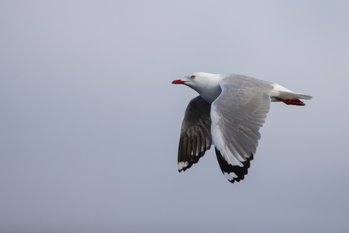 Silver Gull (Red-billed) - ML299839701