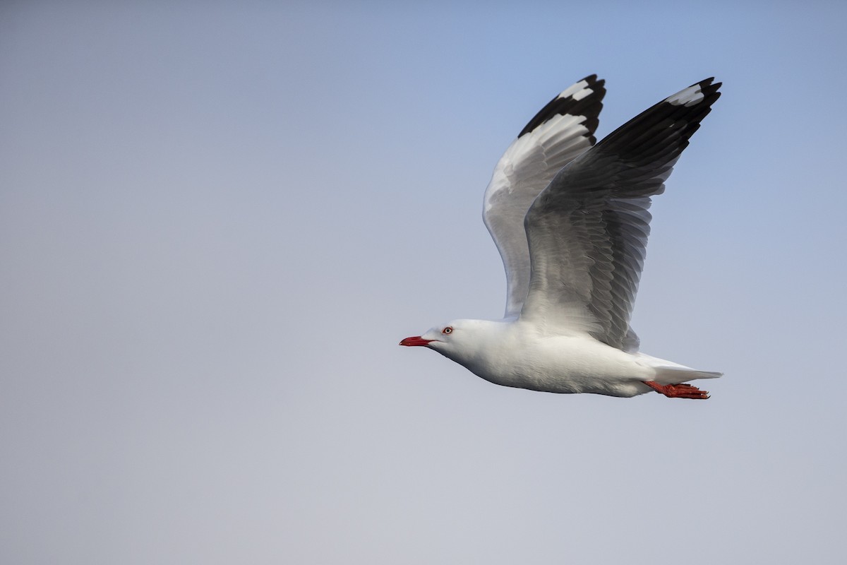 Silver Gull (Red-billed) - ML299839711