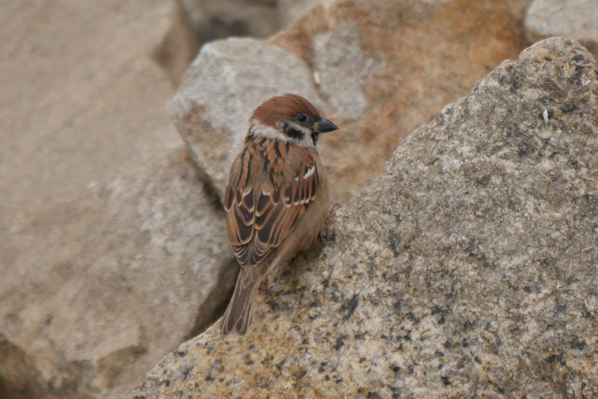 Eurasian Tree Sparrow - ML299839861